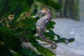 Slender Seahorse or Longsnout Seahorse Royalty Free Stock Photo