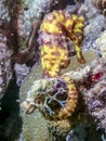 Slender seahorse or longsnout seahorse ,Hippocampus reidi
