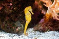 Slender seahorse in the rocky aquarium Hippocampus reidi Royalty Free Stock Photo