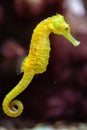 Slender seahorse (Hippocampus reidi). Royalty Free Stock Photo