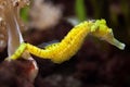 Slender seahorse (Hippocampus reidi). Royalty Free Stock Photo