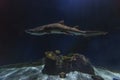 Slender shark creeping in the shadows of an aquarium Royalty Free Stock Photo