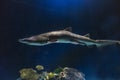 Slender shark with ominous lighting Royalty Free Stock Photo