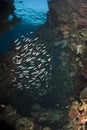 Slender silversides Royalty Free Stock Photo