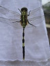 Slender skimmer Insect in a shirt.