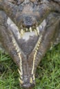 Slender-snouted crocodile Mecistops cataphractus
