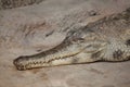 Slender-snouted crocodile Mecistops cataphractus.