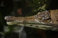 Slender-snouted crocodile Mecistops cataphractus.