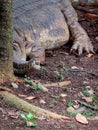 Slender-snouted crocodile rest and hide behind the tree