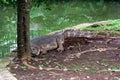 Slender-snouted crocodile rest under the tree in the side of pool