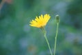 Slender sowthistle in bloom closeup view with green blurred background