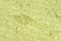 Slender Sponge-Goby Pleurosicya elongata Royalty Free Stock Photo