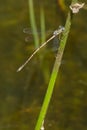 Slender Spreadwing Damselfly - Lestes rectangularis Royalty Free Stock Photo