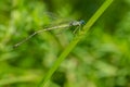 Slender Spreadwing Damselfly - Lestes rectangularis Royalty Free Stock Photo
