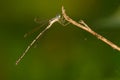 Slender Spreadwing Damselfly - Lestes rectangularis Royalty Free Stock Photo