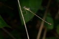 Slender Spreadwing - Lestes rectangularis Royalty Free Stock Photo