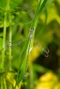 Slender Spreadwing - Lestes rectangularis Royalty Free Stock Photo