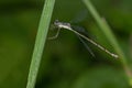Slender Spreadwing - Lestes rectangularis Royalty Free Stock Photo