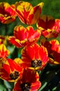 Slender spring tulips bloom outdoors