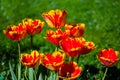 Slender spring tulips bloom outdoors