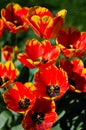 Slender spring tulips bloom outdoors