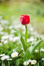 Slender spring tulips bloom outdoors