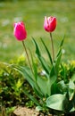 Slender spring tulips bloom outdoors