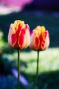 Slender spring tulips bloom outdoors