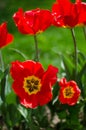 Slender spring tulips bloom outdoors