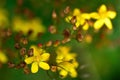 Slender St. John's-wort (Hypericum pulchrum)