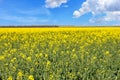 A beautiful field of blooming rapeseed in a bright yellow-green color against a blue, slightly cloudy sky Royalty Free Stock Photo