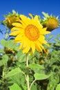 Slender sunflower