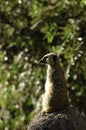 Slender Tailed Meerkat