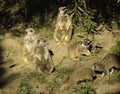 Slender Tailed Meerkat