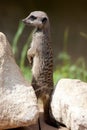 Slender-tailed Meerkat Royalty Free Stock Photo