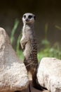 Slender-tailed Meerkat Royalty Free Stock Photo