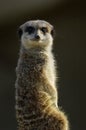 Slender-tailed Meerkat Royalty Free Stock Photo