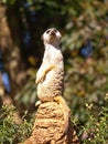 Slender-tailed Meerkat