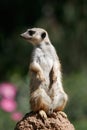 Slender-tailed meerkat Royalty Free Stock Photo