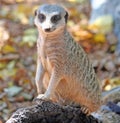 Slender-tailed Meerkat Royalty Free Stock Photo