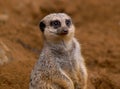 Slender-tailed meerkat Royalty Free Stock Photo