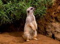 Slender-tailed meerkat Royalty Free Stock Photo