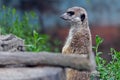 Slender-tailed meerkat Royalty Free Stock Photo