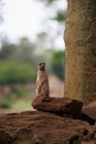 Slender-tailed meerkat, little adorable creature, Animal Theme Royalty Free Stock Photo