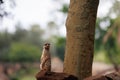 Slender-tailed meerkat, little adorable creature, Animal Theme Royalty Free Stock Photo