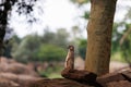 Slender-tailed meerkat, little adorable creature, Animal Theme Royalty Free Stock Photo