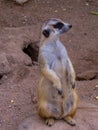 Slender-tailed Meerkat portrait