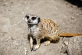 Slender-tailed meerkat.