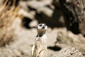 Slender-tailed meerkat.