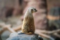 Slender Tailed Meerkat sitting back view